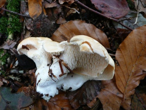 Hedgehog Fungi in leaf litter